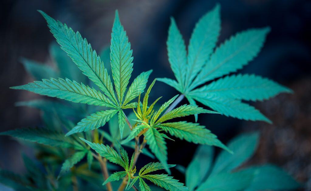 Vape cannabis leaf, medical marijuana, cannabinoid, hemp plant, cbd leaves, herb for vaping, cannabis plant for e-liquids, marijuana science, alternative medicine, cannabis cultivation, thc, cbd research, vaping herb, medical cannabis research, legal cannabis plant.