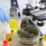 Cannabis research laboratory with dried marijuana buds, scientific equipment, and lab tools for vaping and cannabis analysis.