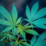 Vape cannabis leaf, medical marijuana, cannabinoid, hemp plant, cbd leaves, herb for vaping, cannabis plant for e-liquids, marijuana science, alternative medicine, cannabis cultivation, thc, cbd research, vaping herb, medical cannabis research, legal cannabis plant.