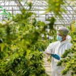 Questions to ask a healthcare provider about medical marijuana