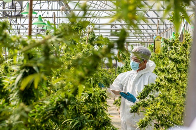 Questions to ask a healthcare provider about medical marijuana